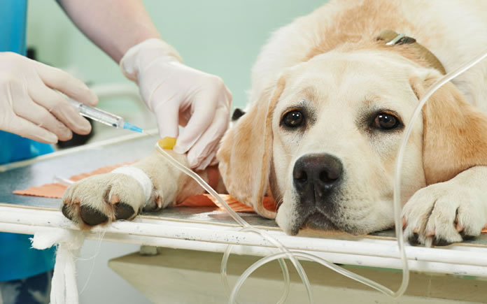 How euthanasia affects those who work in veterinary services